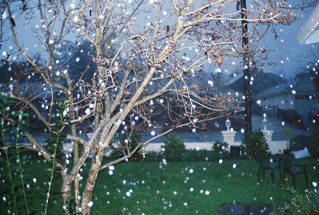 Falling Petals The white spots are flower petals, not snow