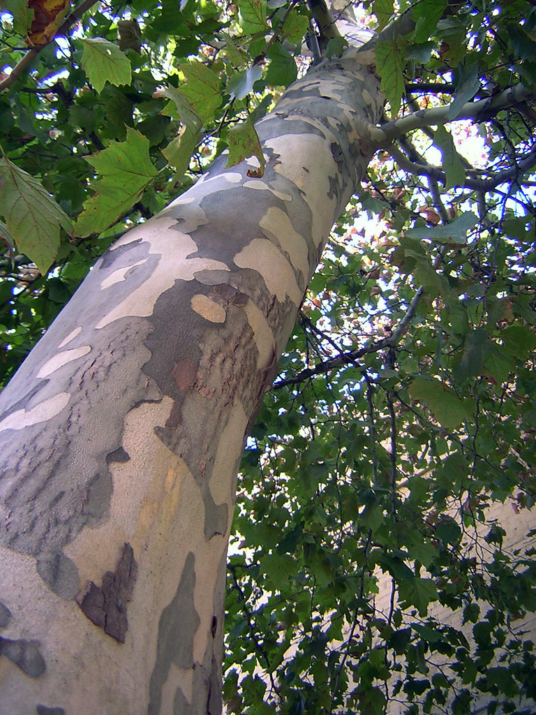 camotree This tree's bark looks like camouflage pants Lindsey
