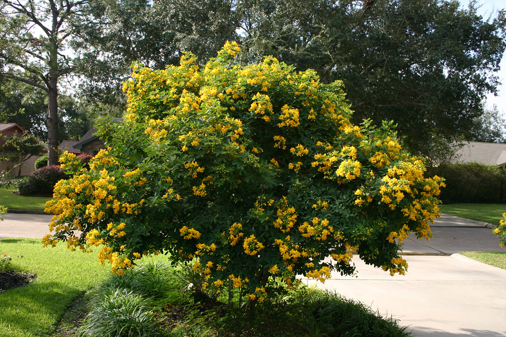 Alisha Wong Yellow Flowering Bush Ontario SummerFlowering Shrubs