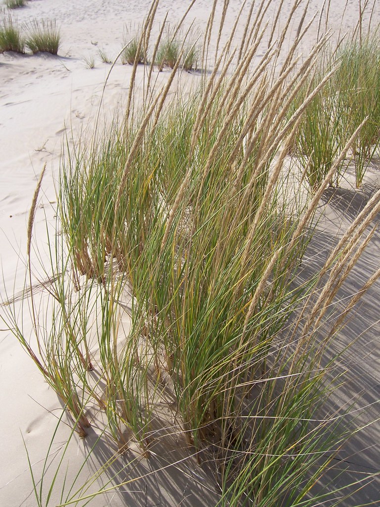 ammophila breviligulata American Beach Grass Phillip Merritt Flickr