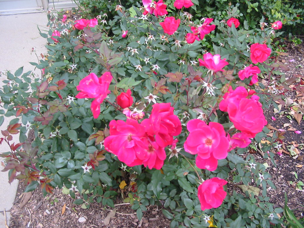 Picture 8Living or nonliving? Flowers hlprof02 Flickr