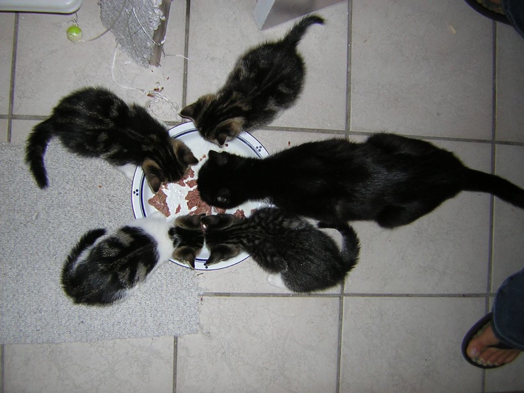 Peppy, Darla and Foster kittens Flickr