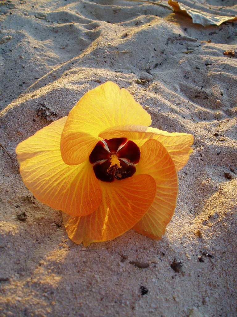 Sand and Petals Taken by Krista. These flowers we… Flickr
