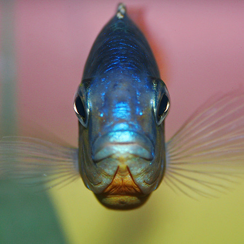 Square Fish Female Peacock in our African Cichlid tank. Leigh Flickr