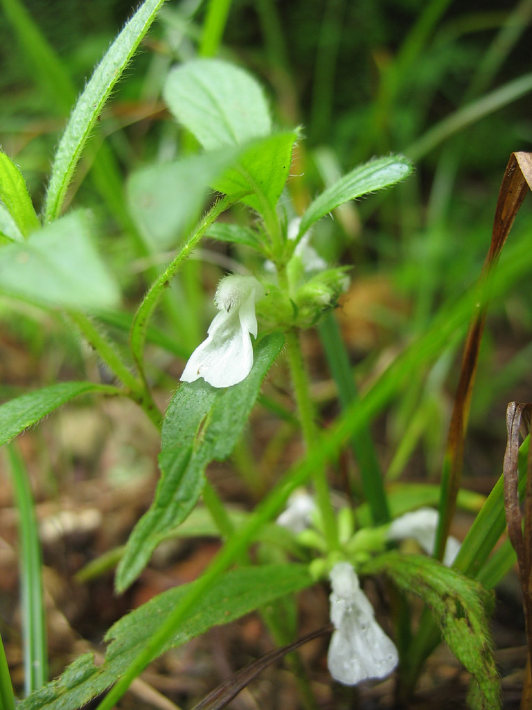 Thumba Small white flower of Kerala, This small flower has… Flickr