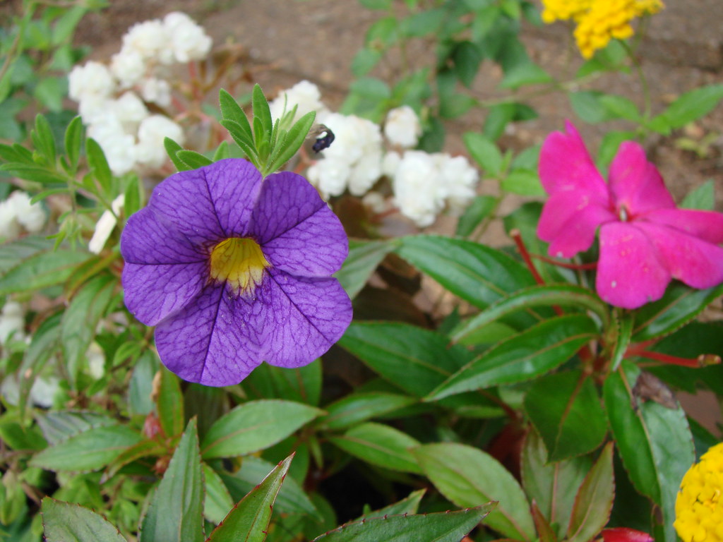Purple flower with yellow center a photo on Flickriver