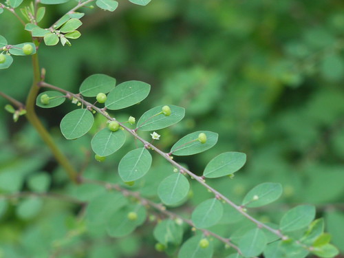 Phyllanthus tenellus Phyllanthaceae (leaf flower family) »… Flickr