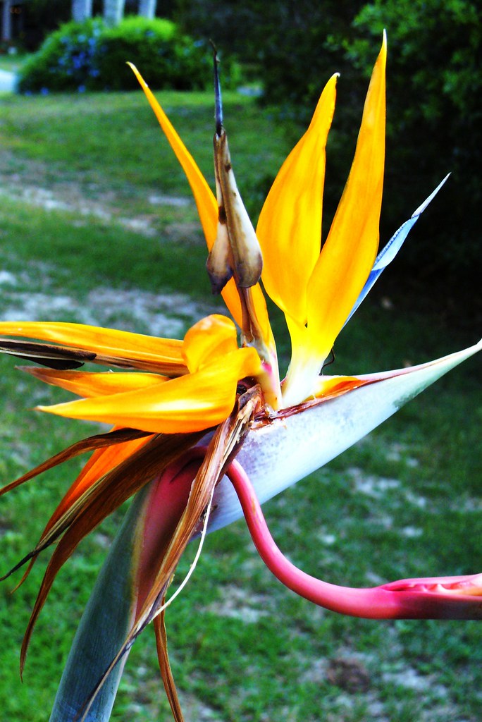 Bird of Paradise flowerSarasota, Florida June 3, 2007 Michael Anderson Flickr