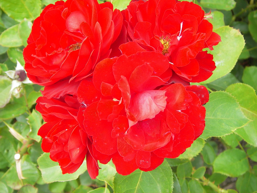 roses near university freefallfeather Flickr