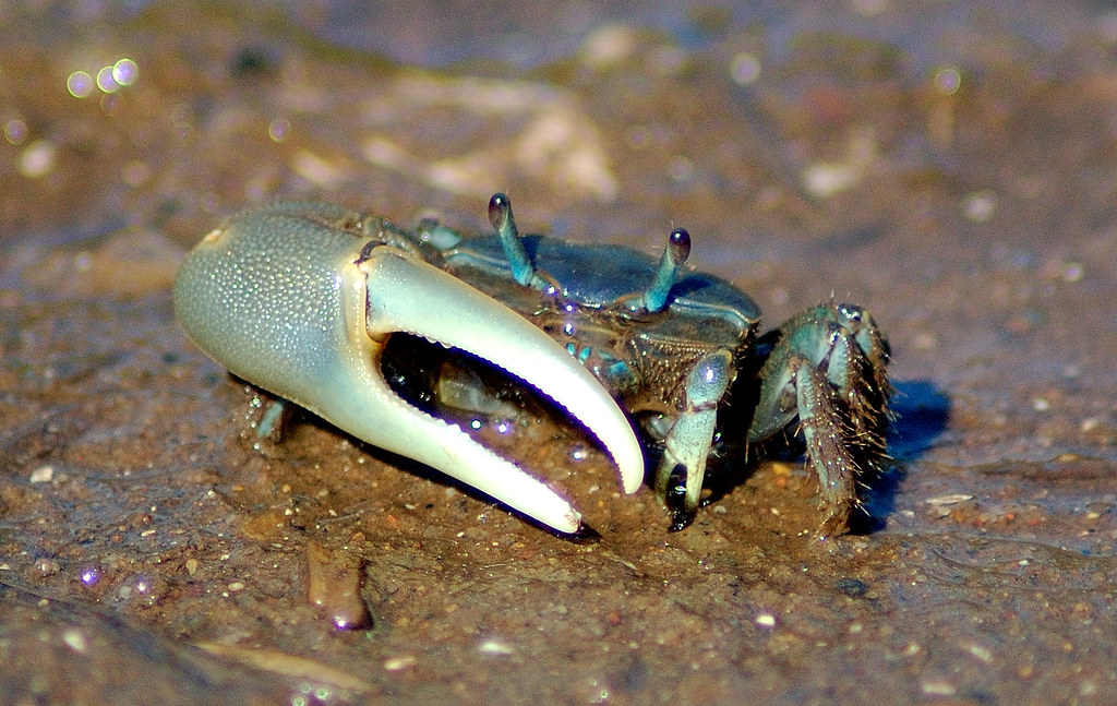 Fiddler crab Uca pugnax, Marine Park salt water marsh, Bro… Flickr