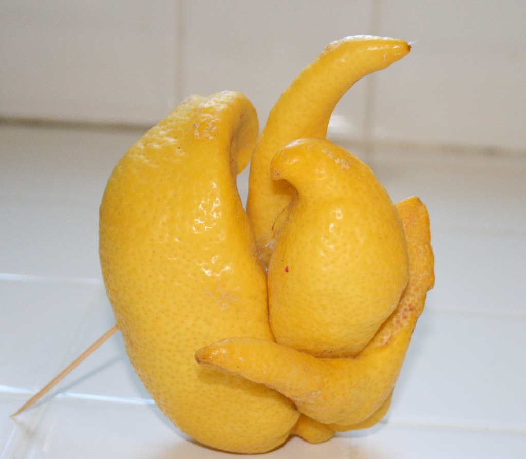 Deformed lemon / limon deformado Please don't use this ima… Flickr