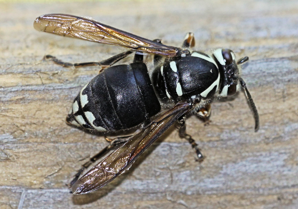 Bees, Wasps & Flickr