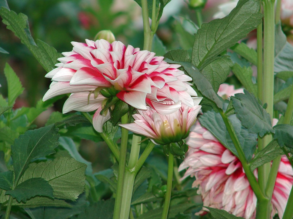 Dahlia Double Dahlia in my garden in its fuul bloom Jalal Hameed