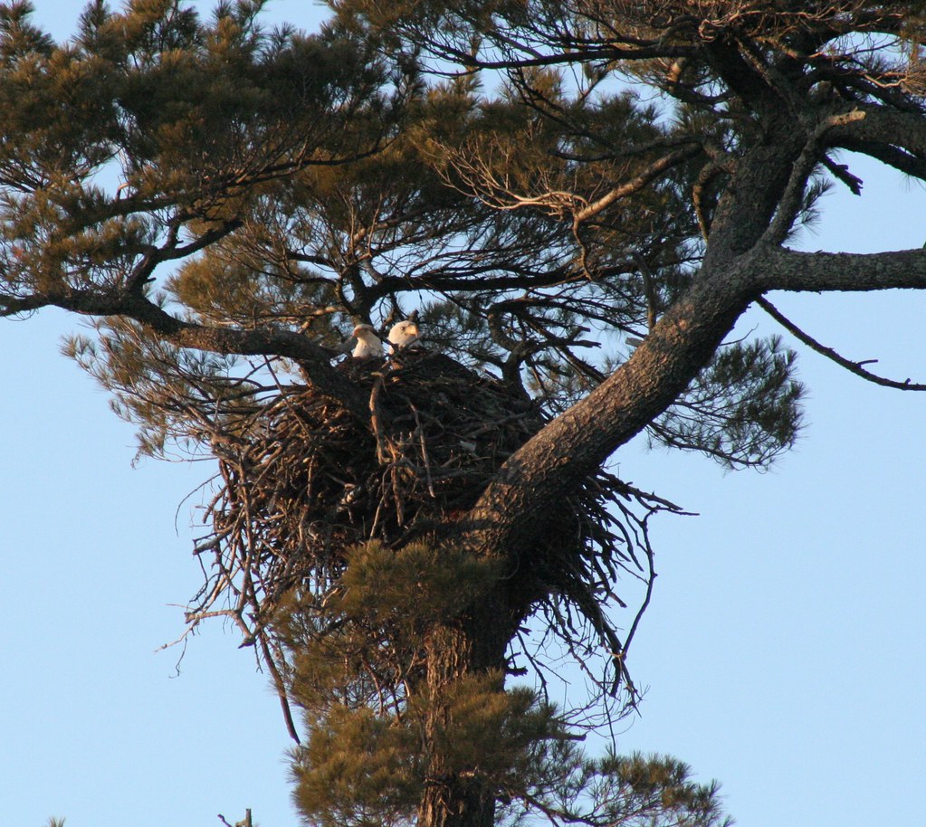 2 Eagles one nest bry_pay Flickr