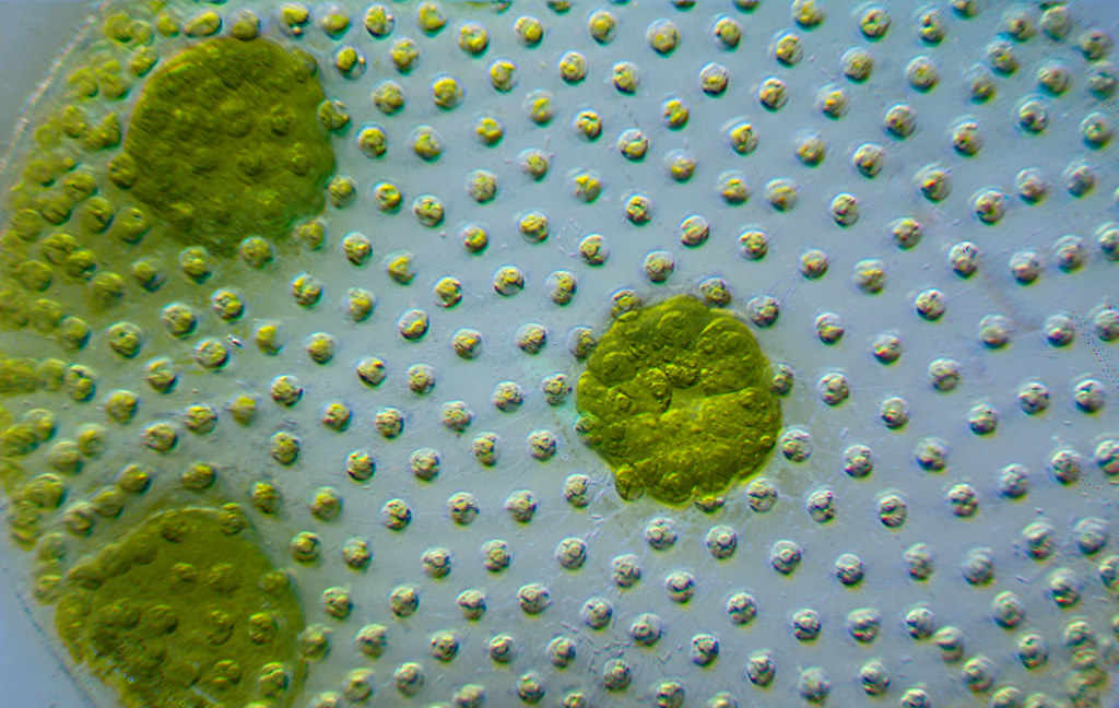 40x Volvox Stack A Volvox showing daughter colonies. Focus… Flickr