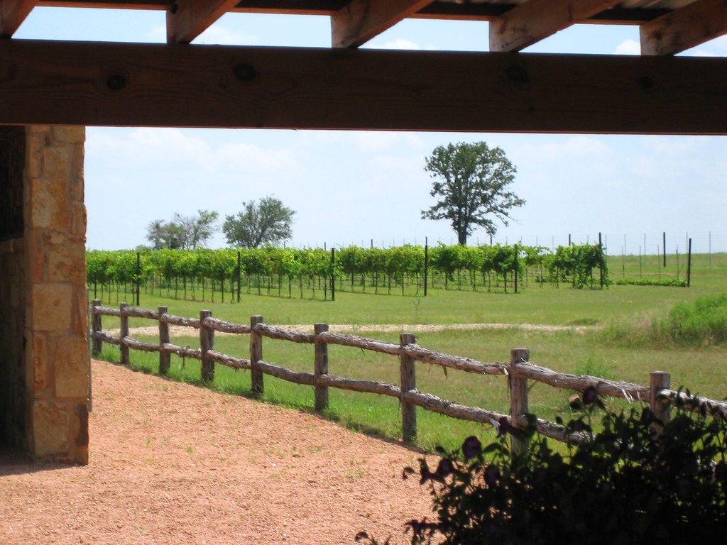 Vineyard in the Texas Hill Country Jenny Flickr