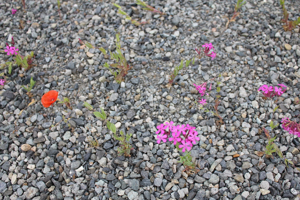 FLowers grow in gravel Flowers around IH Pond 2010 Flickr