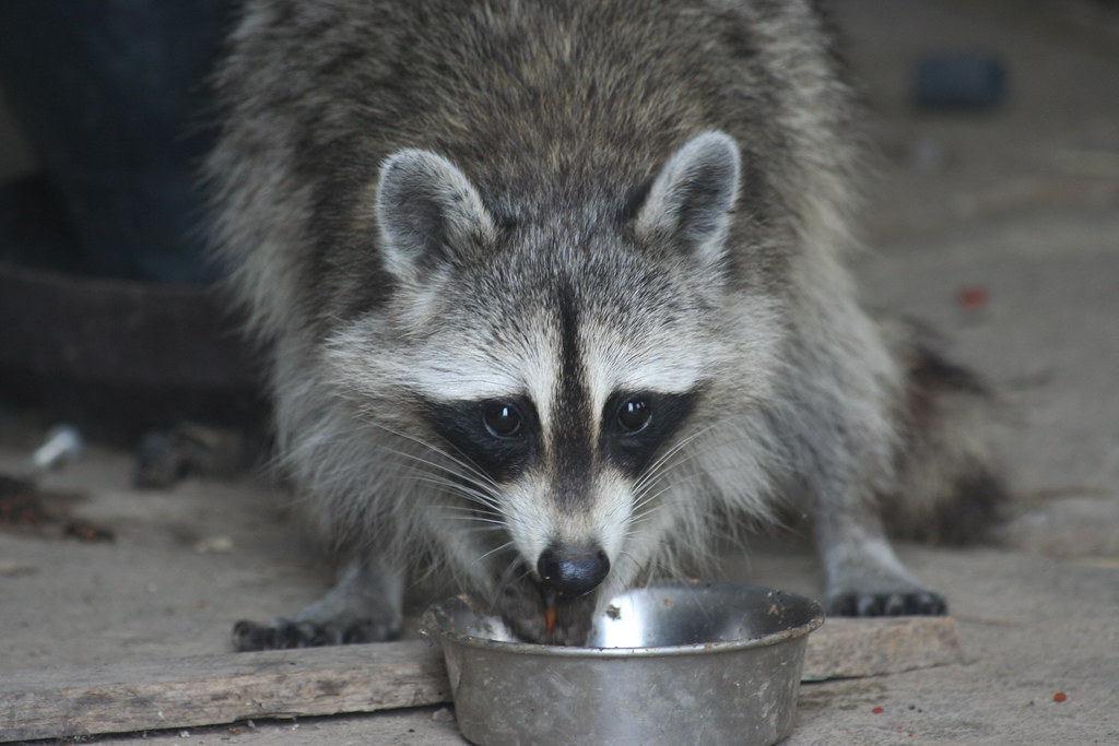 Racoon Racoon eating cat food Moira Parker Flickr