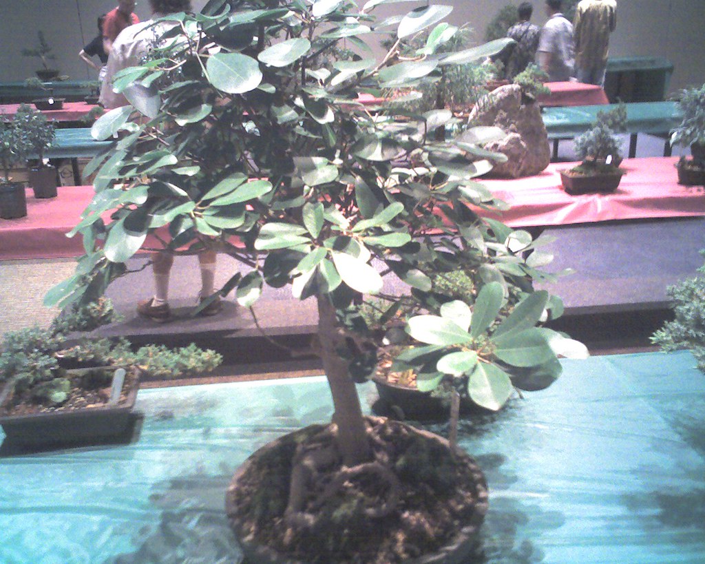 Atlanta Bonsai Society 1 A cool bonsai they were selling. Flickr