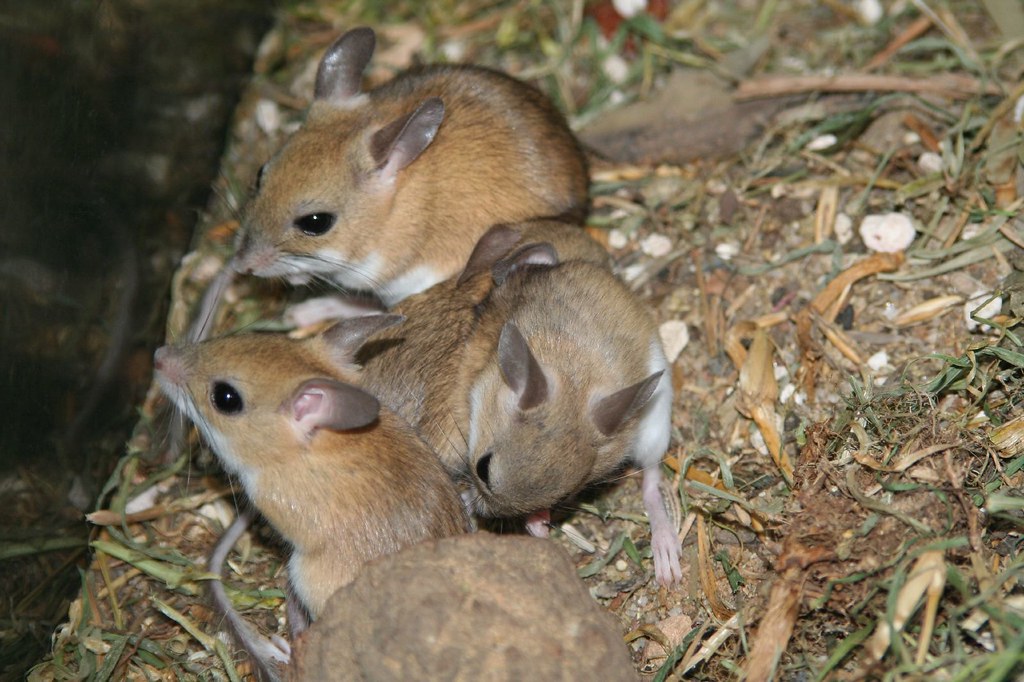 Hopping Mice Stephen Michael Flickr