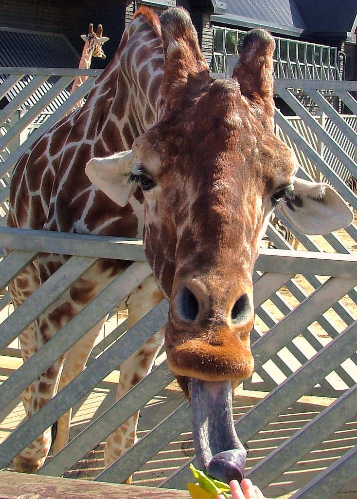 Feed Me Now..O) Giraffe Colchester Zoo Monday Septe… Flickr