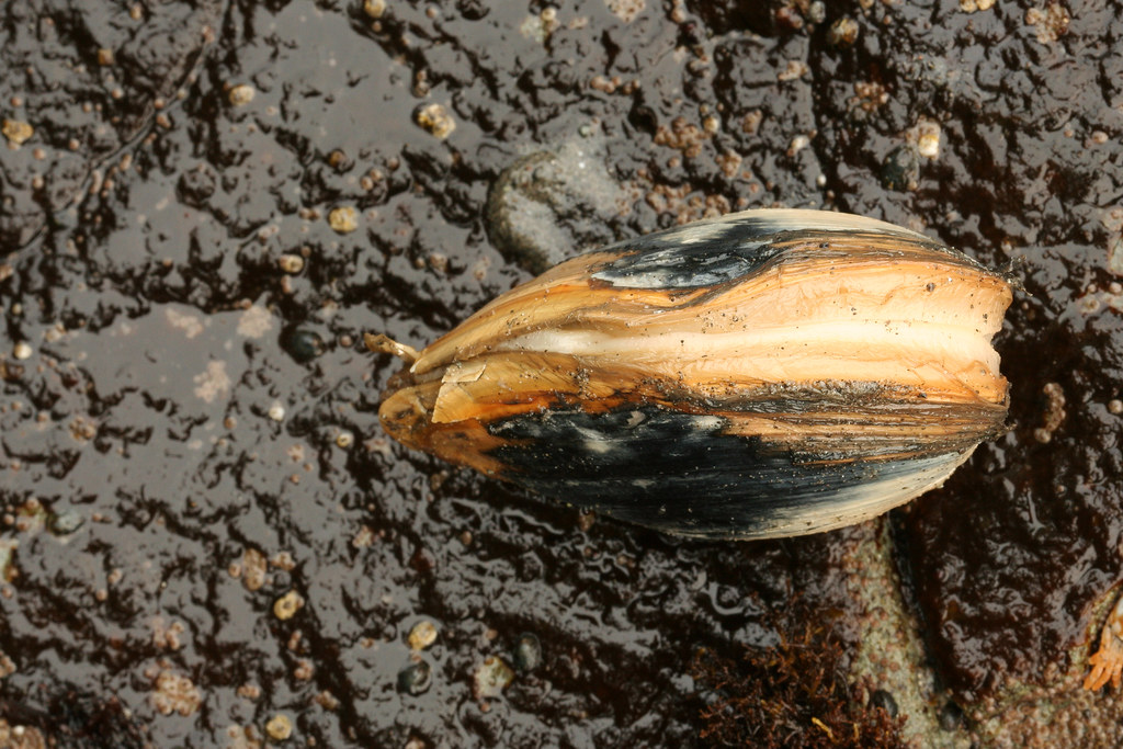 Horse Clam 2 Jonathan Flickr
