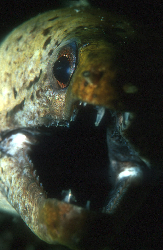 eel moray attack Jason isley Flickr