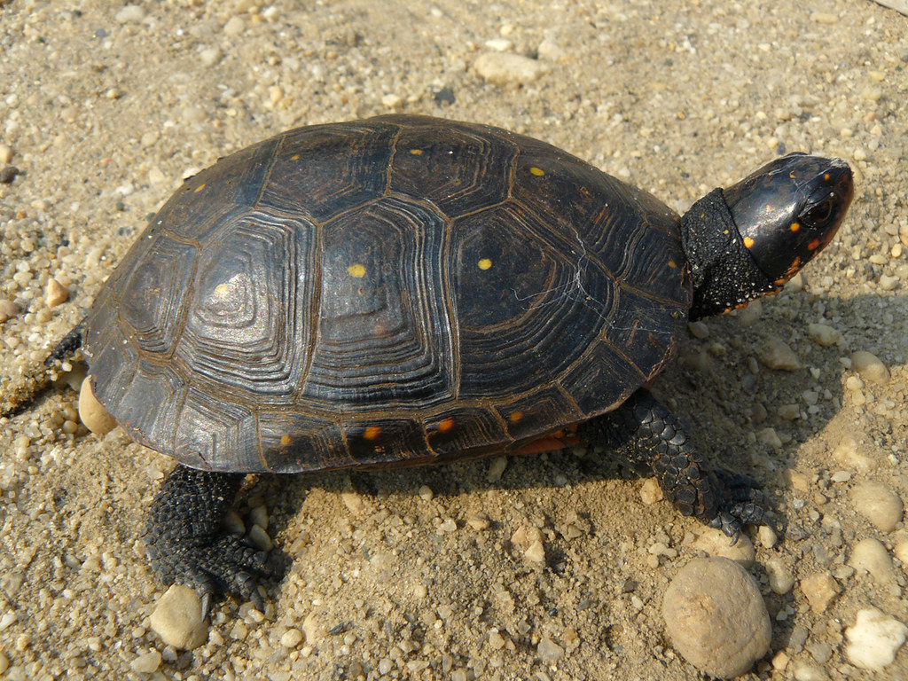 Spotted Turtle, NJ Ames Flickr