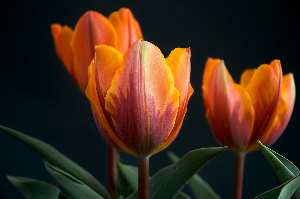 OrangeRed Tulips OrangeRed Tulip Bunch rdcole Flickr