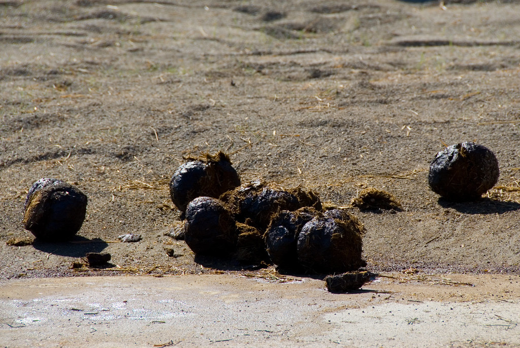 Elephant Poop Steve Lacey Flickr