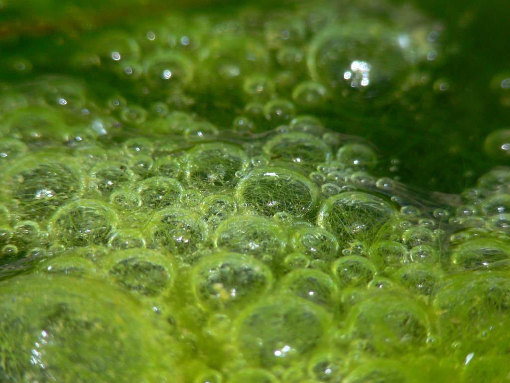 Bubbles It is amazing what you can see in pond scum. The a… Flickr