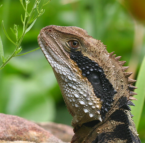 Eastern Water Dragon Physignathus lesueurii, size 40cm. Chi Liu