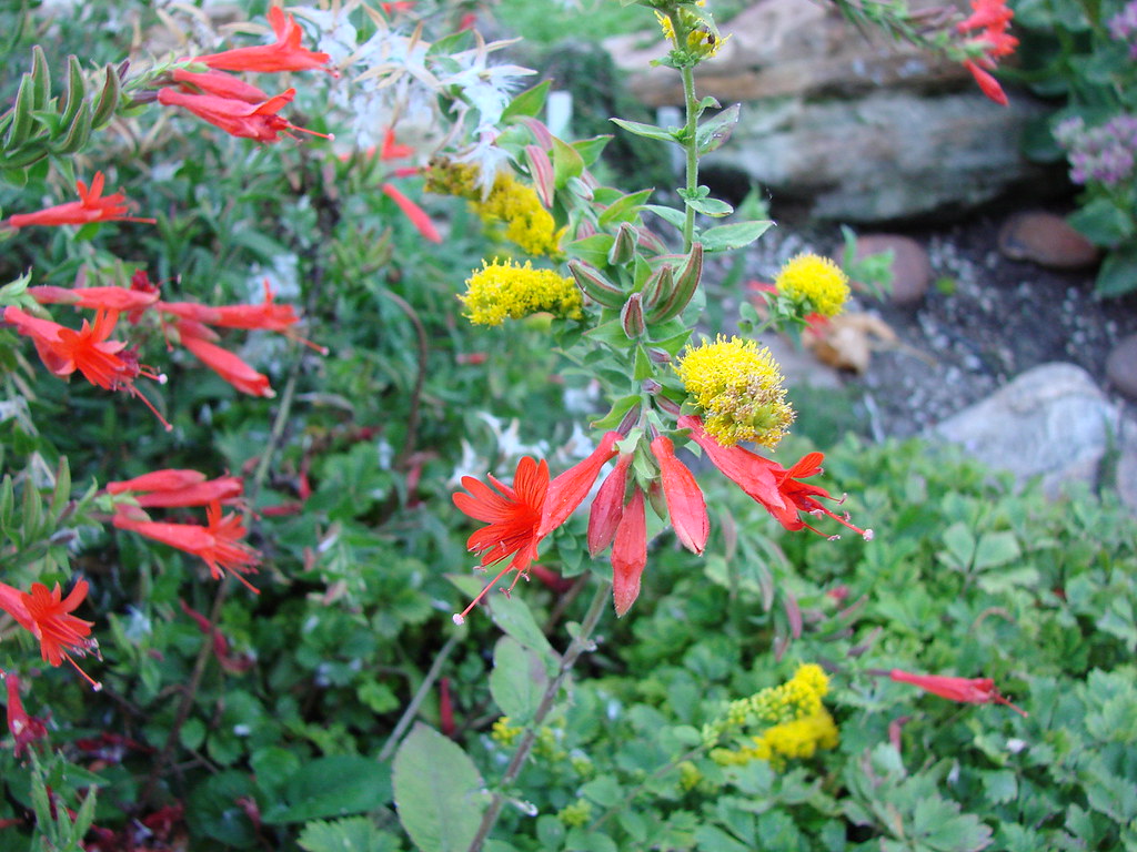 orange carpet humming bird trumpet & ? yellow mystery flow… Flickr