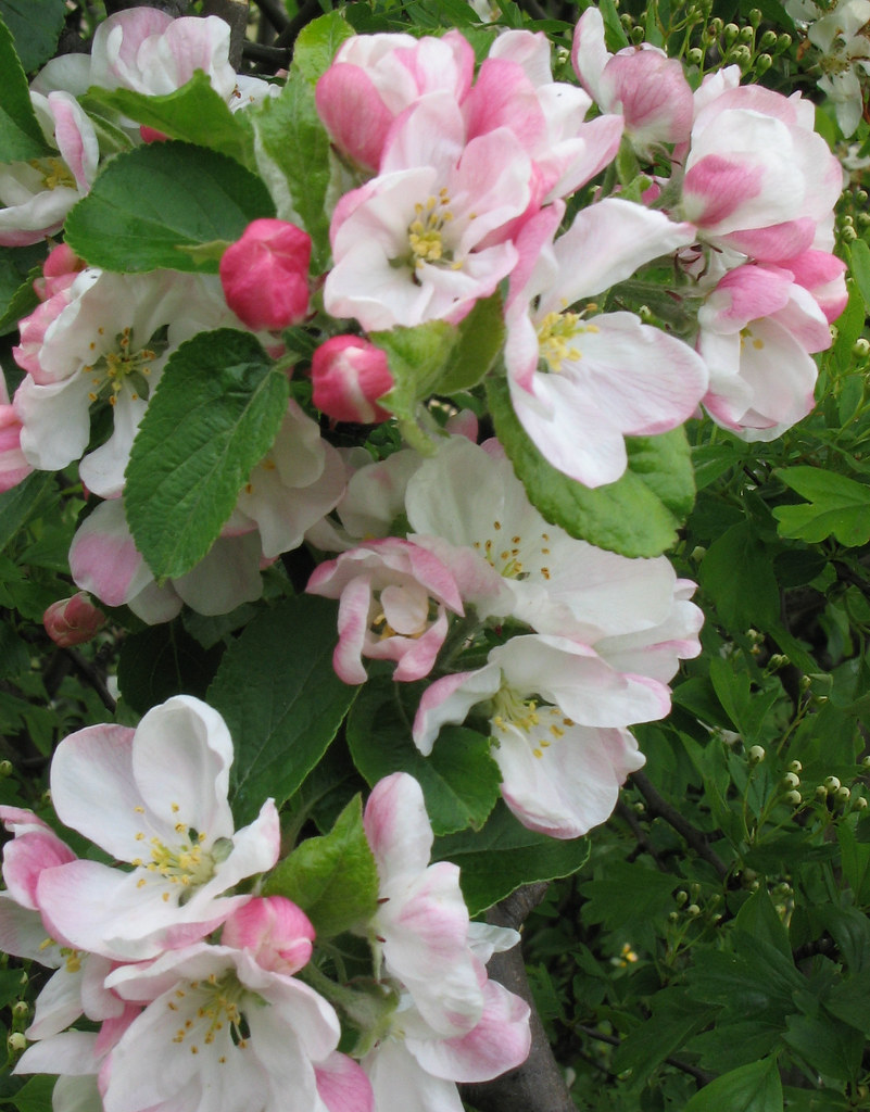Apple blossom Apple blossom furbyphotos Flickr