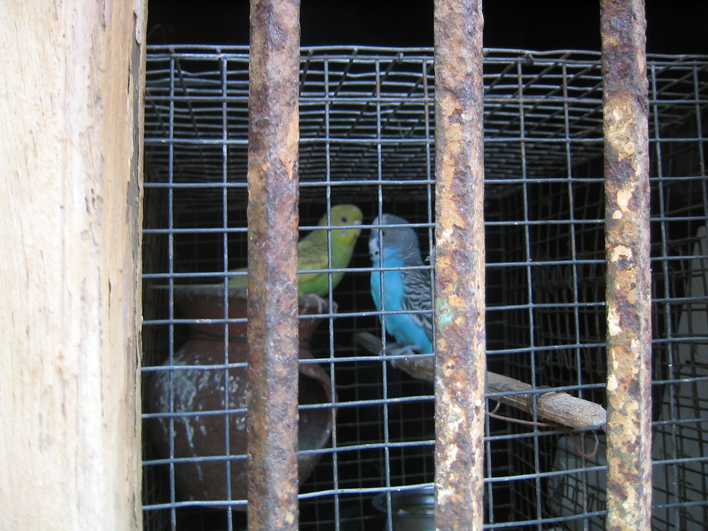 parakeets in a tiny cage, madurai Ari Evergreen Flickr