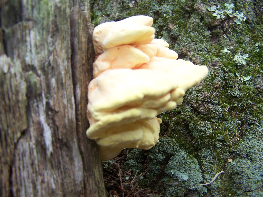 New Jersey wild mushrooms Flickr
