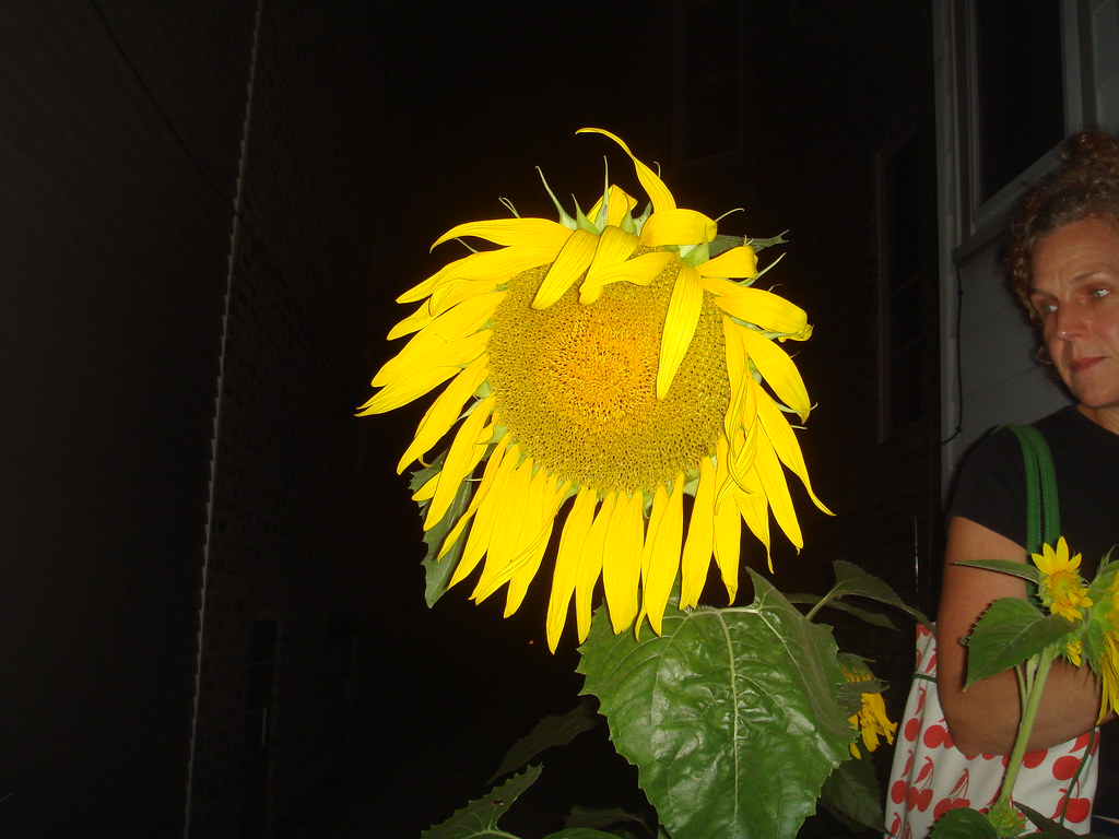 Sunflower at Night Daniel X. O'Neil Flickr