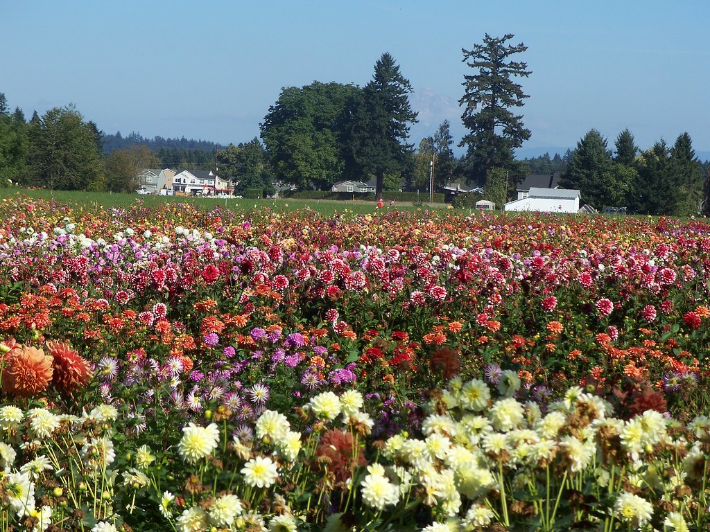 Dahlia Farms in Canby Look closely and you will see Mt. Ho… Flickr