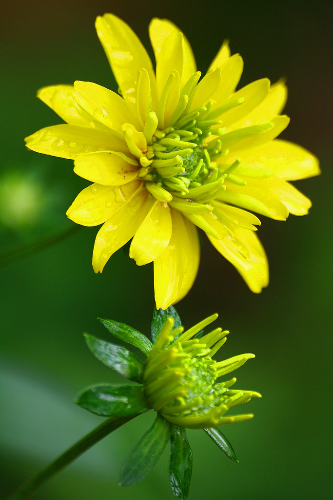 YellowGreen Sowmya's Photography Flickr