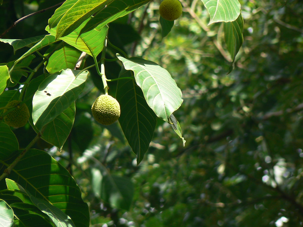 Kadamba (Hindi कदम्ब) a photo on Flickriver