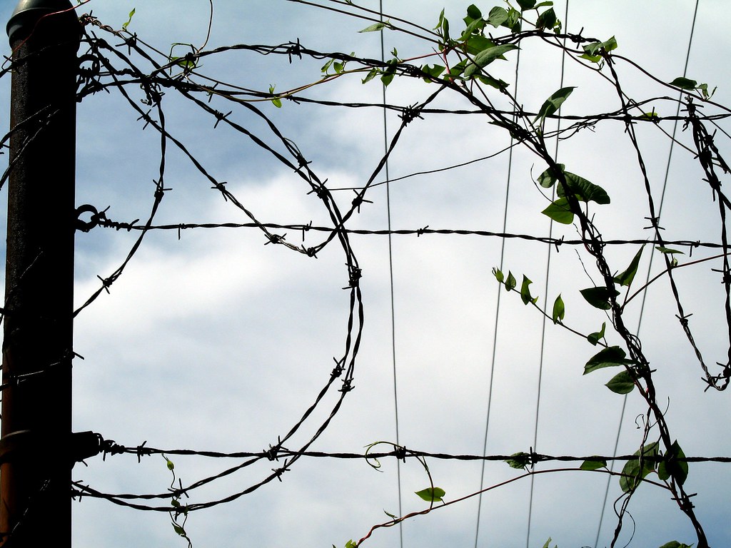 Barbed Wire, Vines, Telephone Lines Along the upper canal,… Flickr