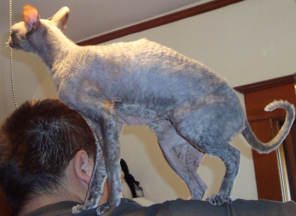 Phoebe in MN Phoebe is a Cornish Rex available for adoptio… Flickr