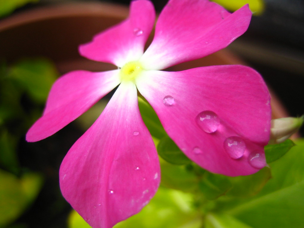 crying flower Kody Flickr