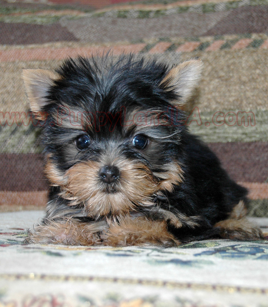 teacup yorkie teacup yorkie Flickr