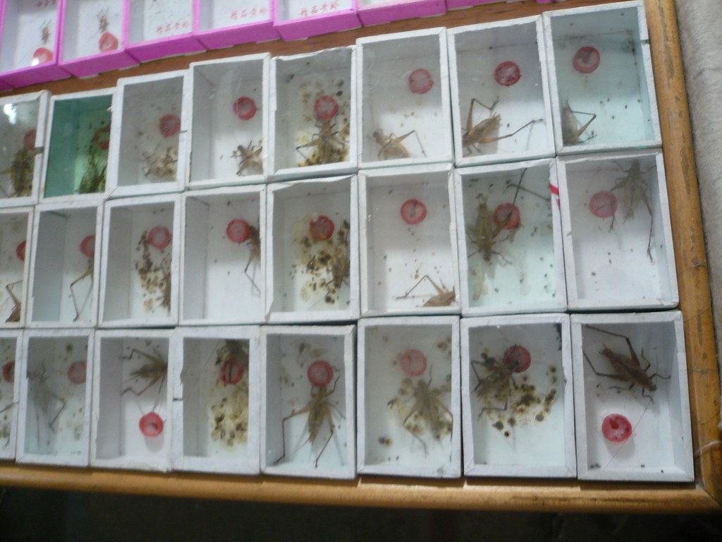 Pet crickets, Shanghai, China.JPG Cory Doctorow Flickr