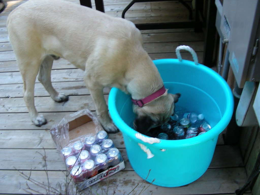 MastiffReunion070440 Puppy eating ice cubes from the tub. Linda