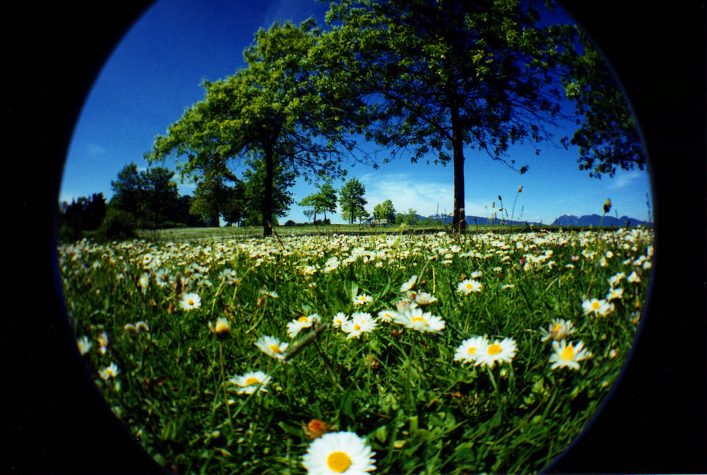 flowers_1 daisies in Jericho mr.fumbles Flickr