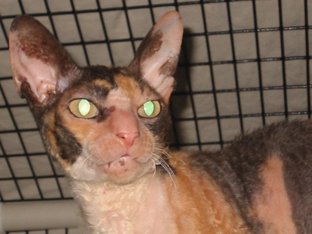 Rosie, a Rescued Cornish Rex Rosie got her name because sh… Flickr