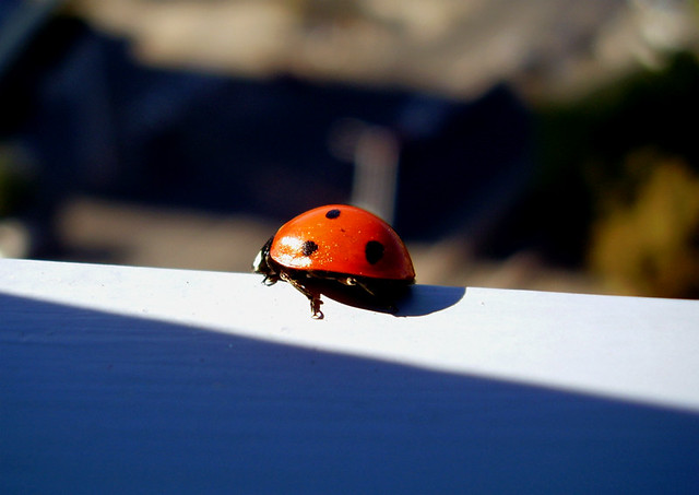 Ladybug Ladybug in my Budapest hotel room Este "coquito" o… Flickr