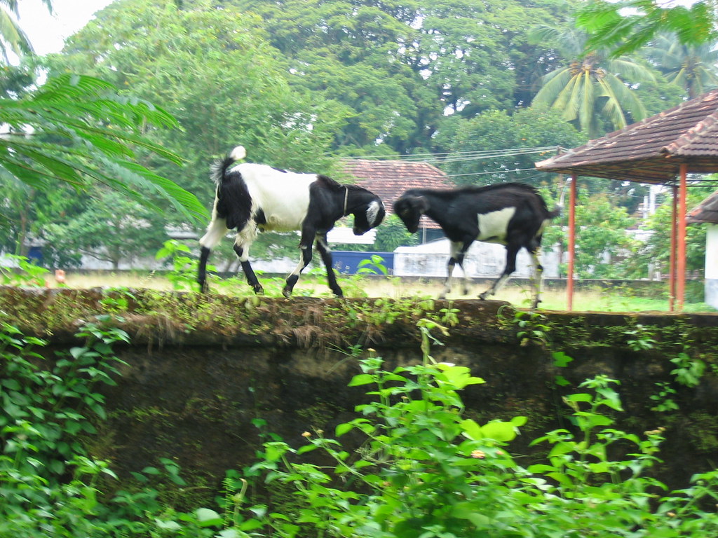 Goats do roam On top of walls in Cochin John Johnston Flickr